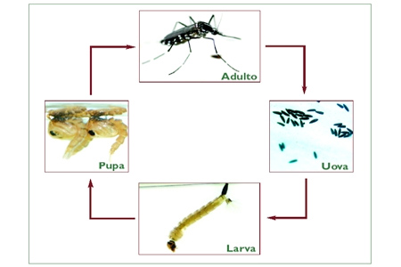 trattamento larve insetti